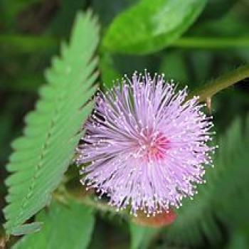 Shameplant (Mimosa Pudica)